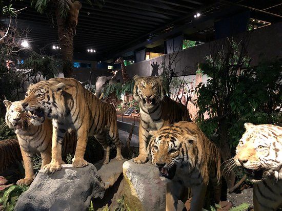 Museo de Historia Natural de Ginebra